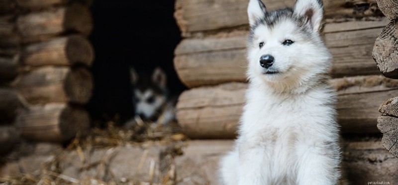 Are Outdoor Kennels Safe for Dogs? A Legal and Welfare Guide