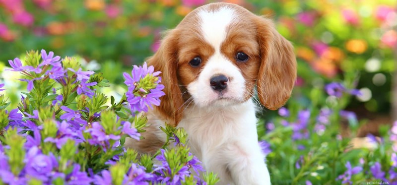 Is an Outdoor Garden Home Right for Your Dog?