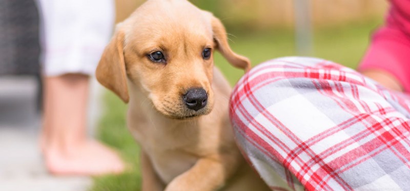 Is an Outdoor Garden Home Right for Your Dog?