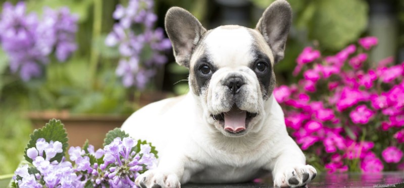 Is an Outdoor Garden Home Right for Your Dog?