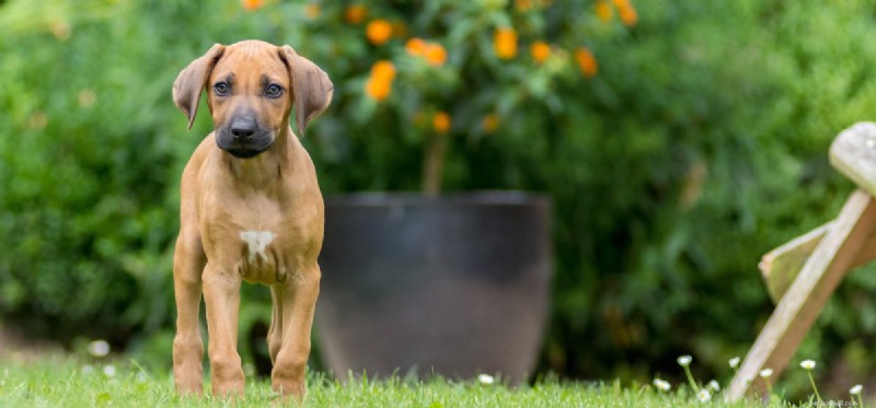 Is an Outdoor Garden Home Right for Your Dog?