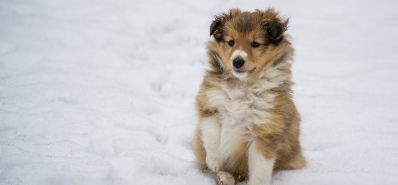 Do Dogs Thrive in Snow? Expert Tips for Winter Care