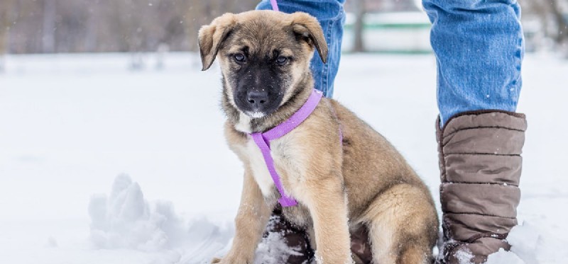 Do Dogs Thrive in Snow? Expert Tips for Winter Care