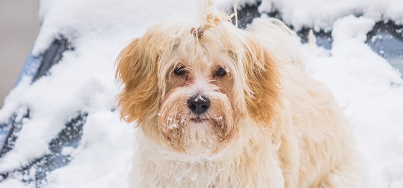 Do Dogs Thrive in Snow? Expert Tips for Winter Care