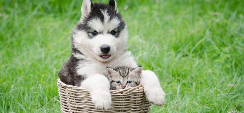 Dogs vs. Cats: Which Lives Longer? The Evidence