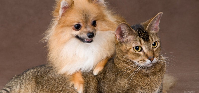 Dogs vs. Cats: Which Lives Longer? The Evidence