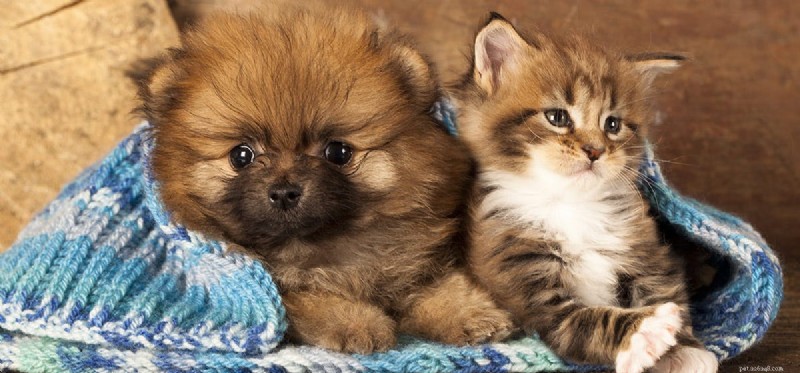 Dogs vs. Cats: Which Lives Longer? The Evidence