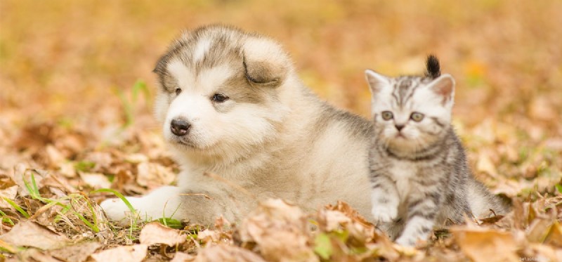 Dogs vs. Cats: Which Lives Longer? The Evidence