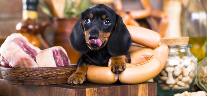 Can Dogs Survive on a Meat-Only Diet? Essential Nutrients Explained
