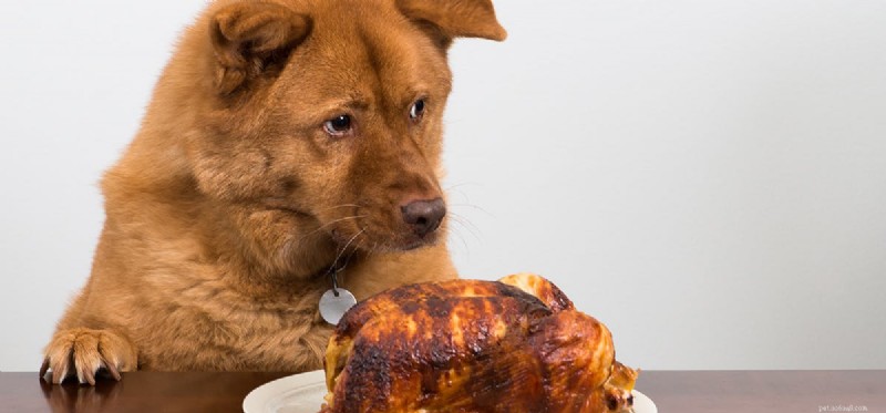 Can Dogs Thrive on a Meat-Only Diet? Expert Insights
