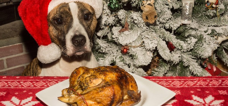 Can Dogs Thrive on a Meat-Only Diet? Expert Insights