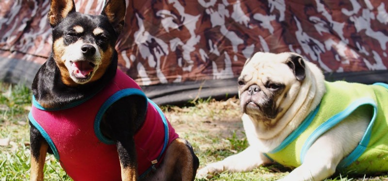 Living with Your Dog on a Military Base: What You Need to Know