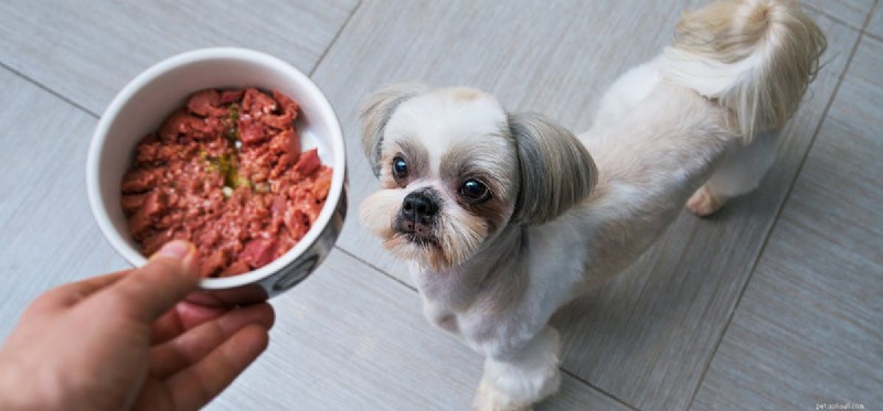 Can Dogs Thrive on a Meat-Only Diet? Expert Insights