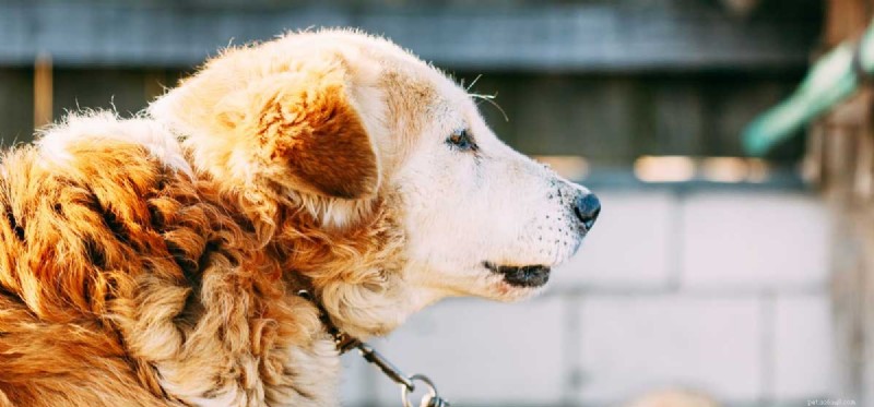Is It Safe for Dogs to Live Outdoors Year‑Round?