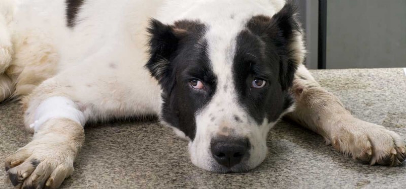 Surviving Canine Parvovirus: What Owners Need to Know