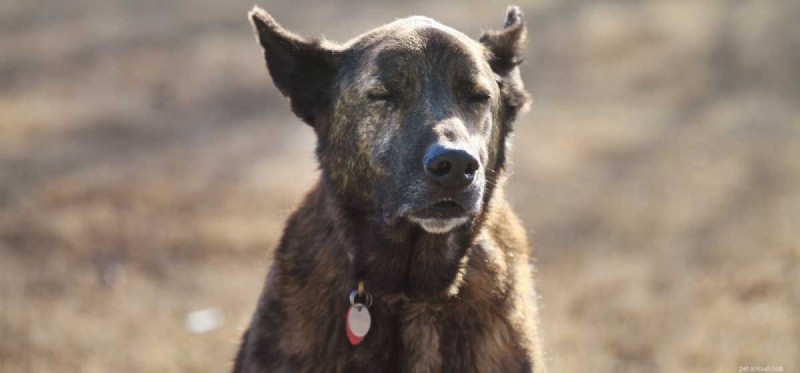 Surviving Canine Parvovirus: What Owners Need to Know