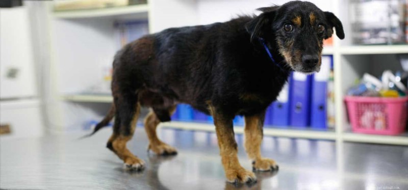 Surviving Canine Parvovirus: What Owners Need to Know