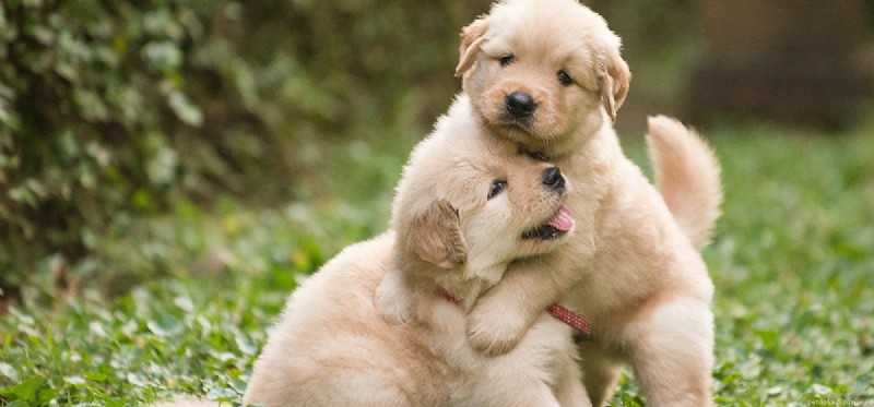 Can Dogs Coexist After a Fight? Expert Strategies for Rebuilding Harmony