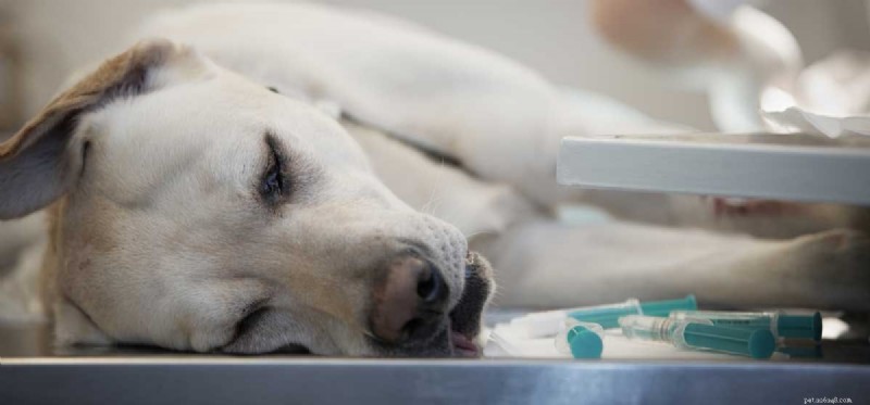Surviving Canine Parvovirus: What Owners Need to Know