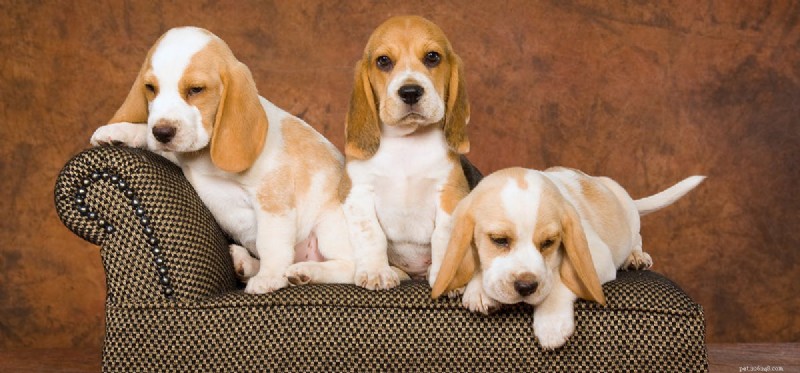 Can Dogs Coexist After a Fight? Expert Strategies for Rebuilding Harmony