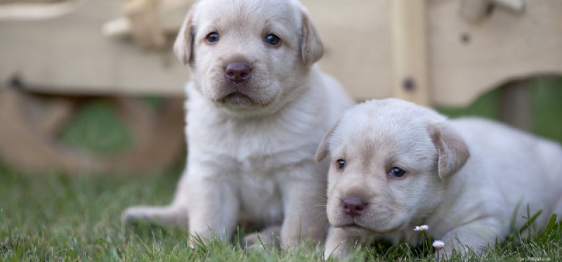 Can Dogs Coexist After a Fight? Expert Strategies for Rebuilding Harmony