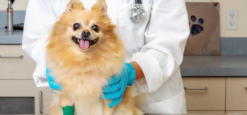 Do Dogs Thrive with Three Legs? Expert Guide to Care & Longevity