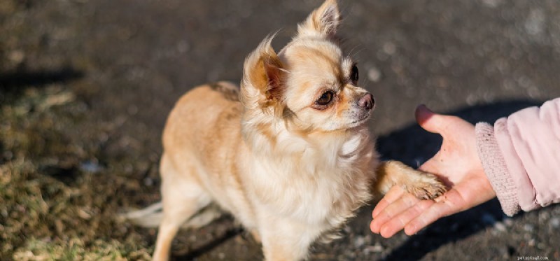 Do Dogs Thrive with Three Legs? Expert Guide to Care & Longevity