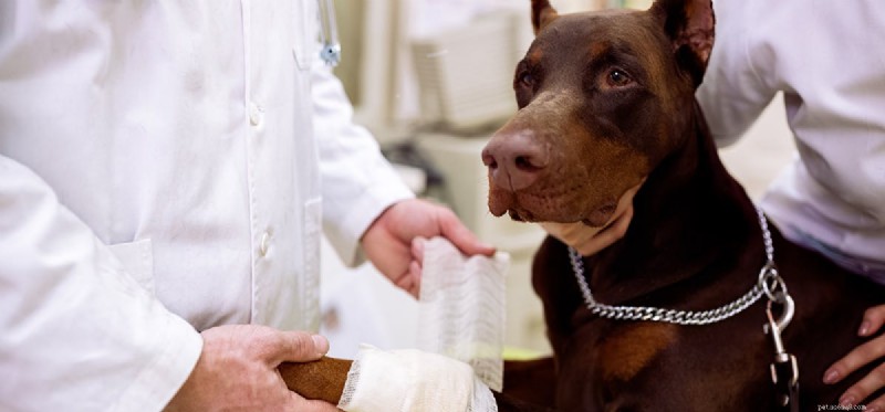 Do Dogs Thrive with Three Legs? Expert Guide to Care & Longevity
