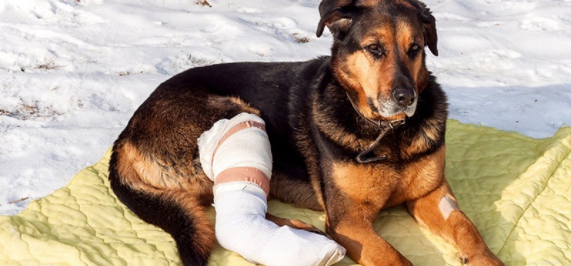 Do Dogs Thrive with Three Legs? Expert Guide to Care & Longevity