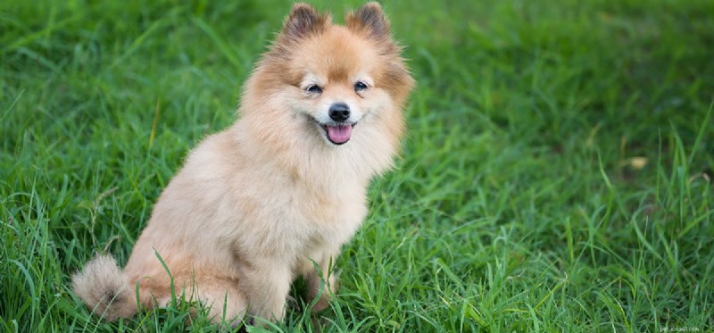 Can Dogs Coexist Safely with a Tarantula?