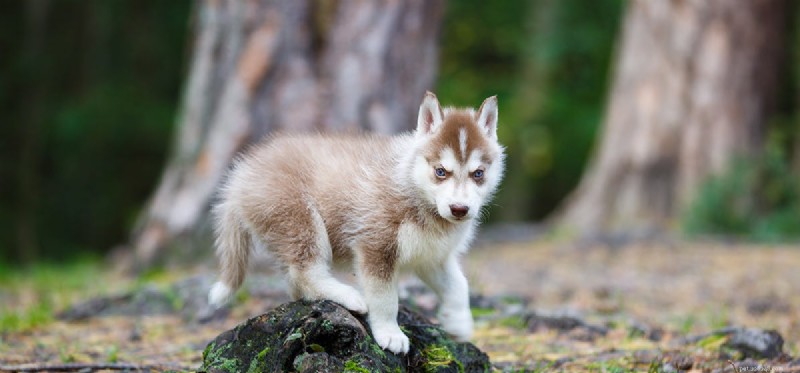 Can Dogs Coexist Safely with a Tarantula?