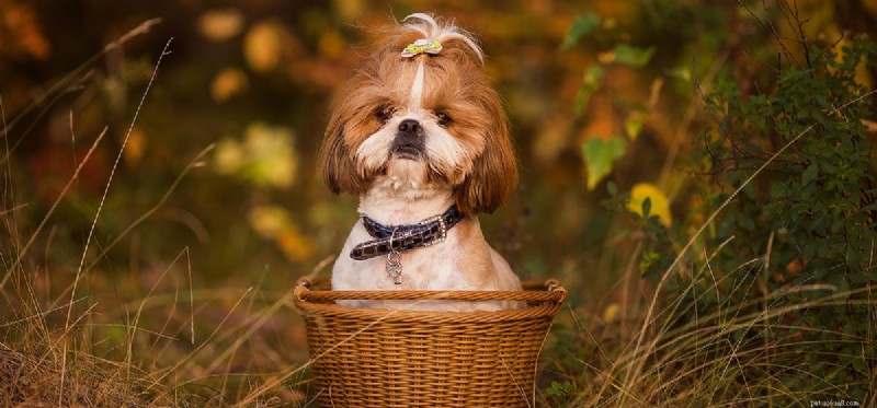 Can Dogs Coexist Safely with a Tarantula?
