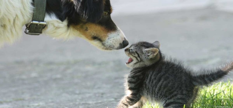 Dogs & Cats Together: How to Foster a Peaceful Home