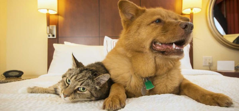 Dogs & Cats Together: How to Foster a Peaceful Home