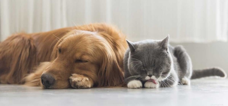 Dogs & Cats Together: How to Foster a Peaceful Home