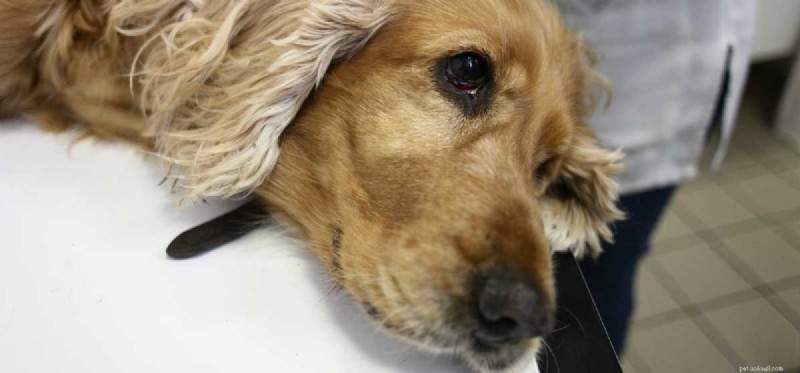 Can Dogs Cope With Dementia? Understanding Symptoms and Care