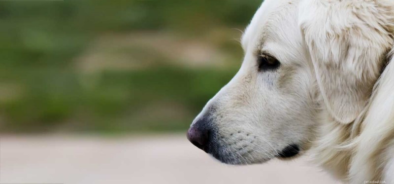 Can Dogs Cope With Dementia? Understanding Symptoms and Care
