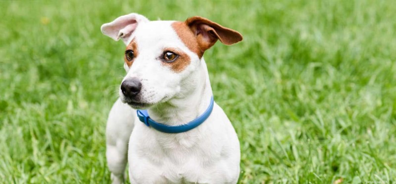 Can Dogs Cope With Dementia? Understanding Symptoms and Care