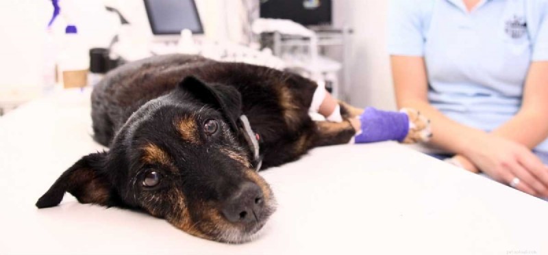 Can Dogs Cope With Dementia? Understanding Symptoms and Care