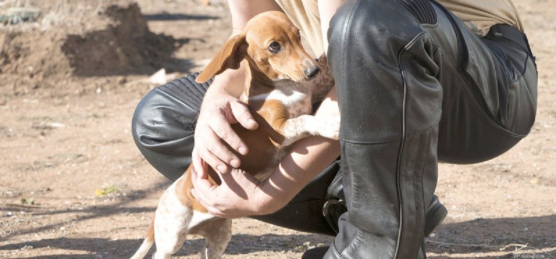 Can Dogs Live With Elbow Dysplasia? Comprehensive Guide to Diagnosis, Treatment, and Long-Term Care