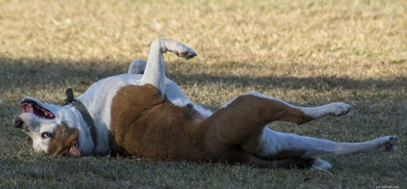 Can Dogs Live With Epilepsy? Expert Guide to Care and Management