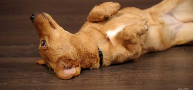 Can Dogs Live With Epilepsy? Expert Guide to Care and Management