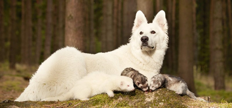Can Dogs Coexist with Ferrets? A Practical Guide to Safe, Happy Co‑habitation