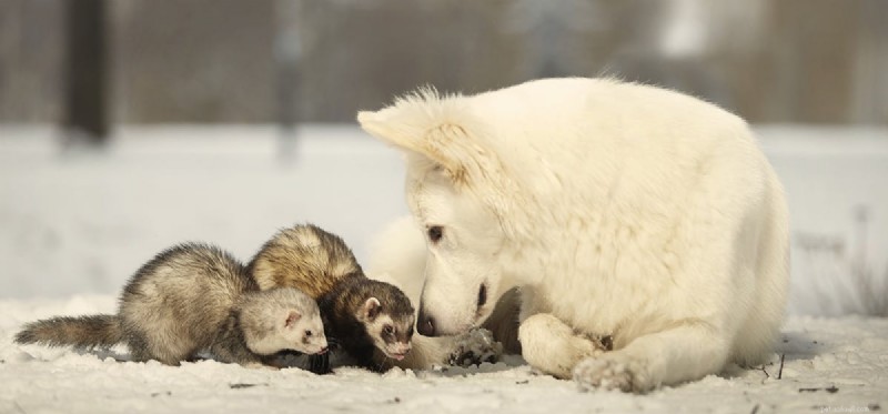 Can Dogs Coexist with Ferrets? A Practical Guide to Safe, Happy Co‑habitation