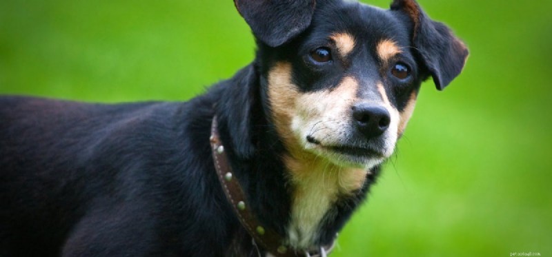 Can Dogs Coexist with Ferrets? A Practical Guide to Safe, Happy Co‑habitation