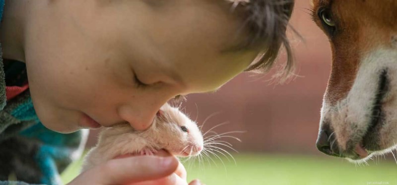 Can Dogs and Hamsters Coexist Safely?