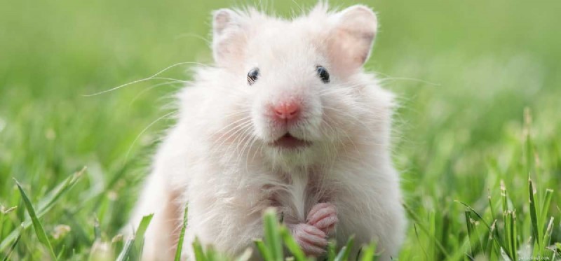 Can Dogs and Hamsters Coexist Safely?