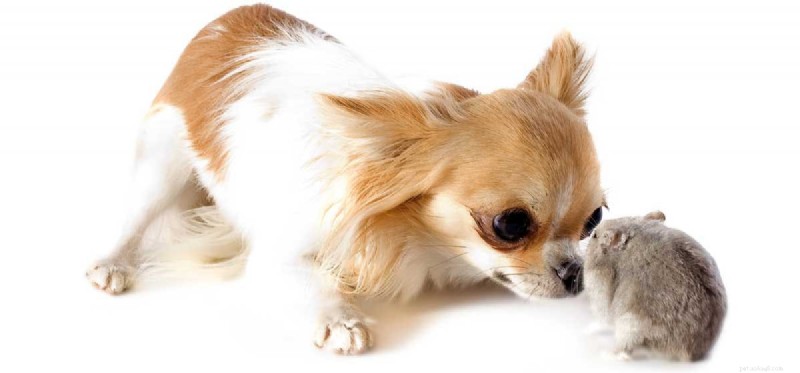 Can Dogs and Hamsters Coexist Safely?