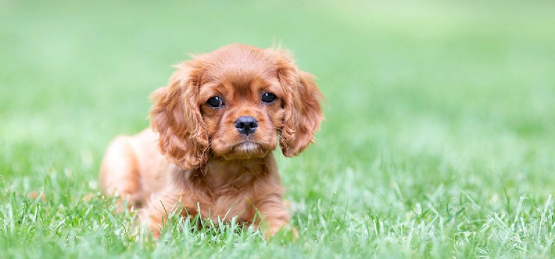 Can Dogs Coexist with House Rabbits? Expert Tips for Safe Pet Harmony