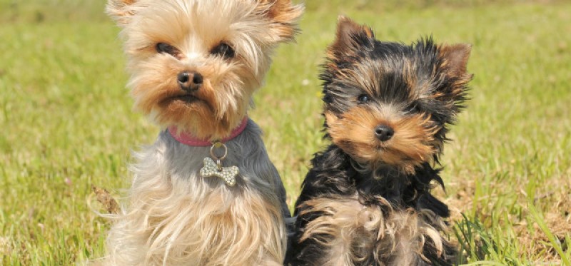 Can Dogs Coexist with House Rabbits? Expert Tips for Safe Pet Harmony